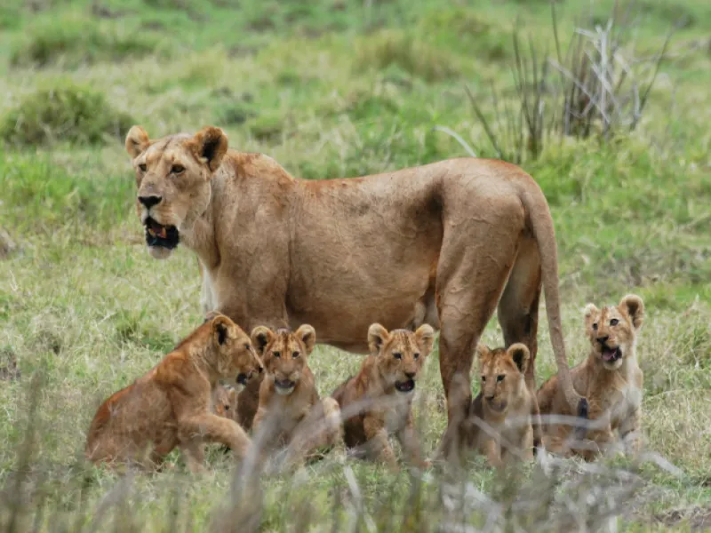 3 Days / 2 Nights Safari