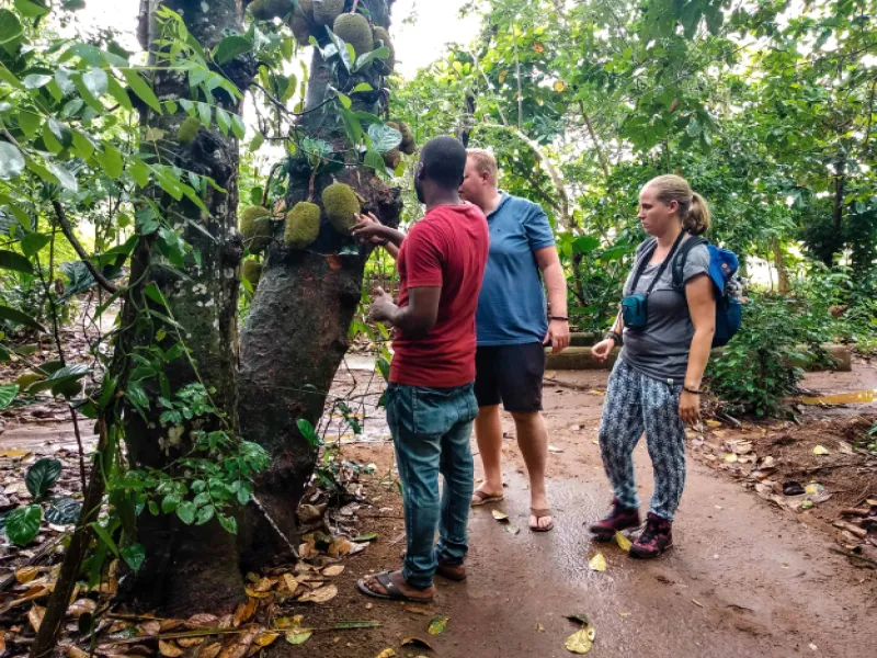 Spice farm tour