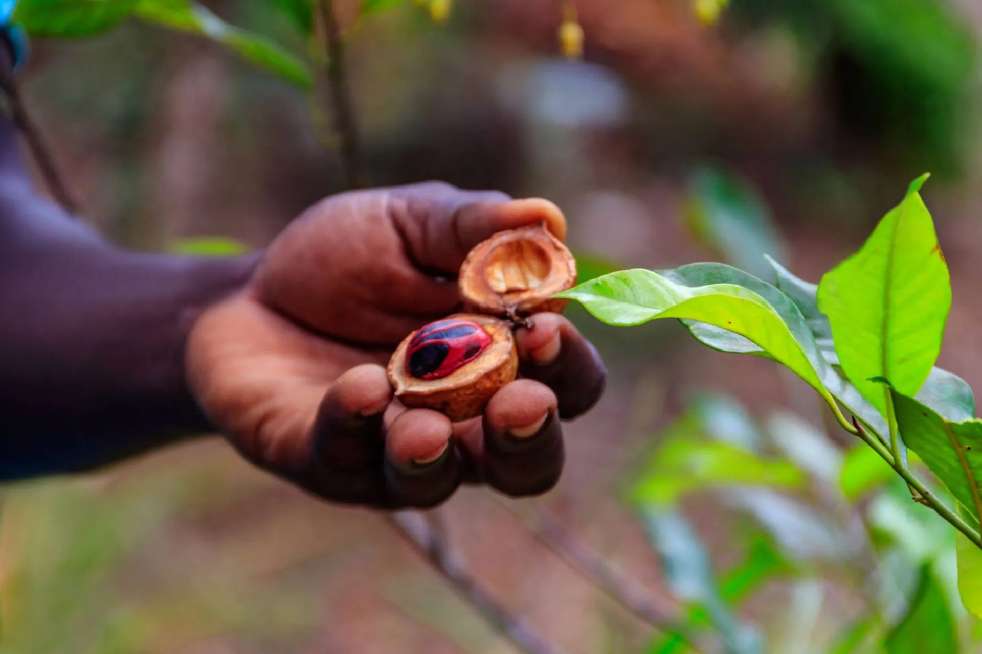 Discover the flavors that shape the island